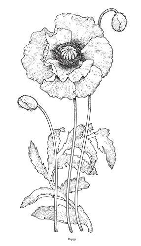 Treasury of Flower Designs for Artists, Embroiderers and Craftsmen (Dover Pictorial Archive)