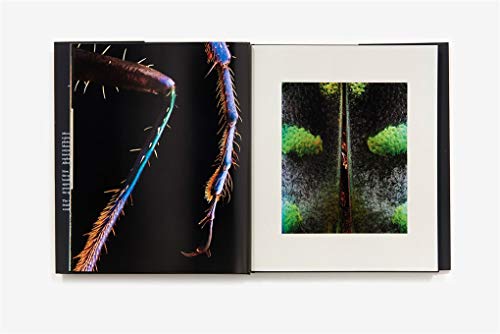Microsculpture: Portraits of Insects