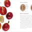 Coffee Roaster's Handbook: A How-To Guide for Home and Professional Roasters