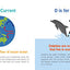 ABCs of Oceanography: Learn about Sea Creatures, Marine Biology, and More with this Essential Ocean Board Book from the #1 Science Author for Kids (Baby University)