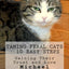 Taming Feral Cats - 10 Easy Steps: Gaining Their Trust and Love