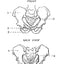 The Human Machine (Dover Anatomy for Artists)