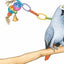 Memoirs of a Parrot