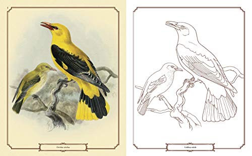 Beautiful Birds Coloring Book (Sirius Classic Nature Coloring)