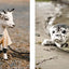 This Book Is Literally Just Pictures of Cute Animals That Will Make You Feel Better
