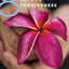8 Keys to Forgiveness (8 Keys to Mental Health)