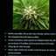 Marijuana Garden Saver: Handbook for Healthy Plants