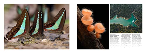 Forests: From the Amazon Rainforest to the Siberian Taiga (Amazing Places Landscape)