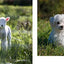 This Book Is Literally Just Pictures of Cute Animals That Will Make You Feel Better