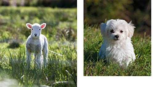 This Book Is Literally Just Pictures of Cute Animals That Will Make You Feel Better