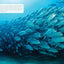 Ocean Animals and Their Ecosystems: A Nature Reference Book for Kids