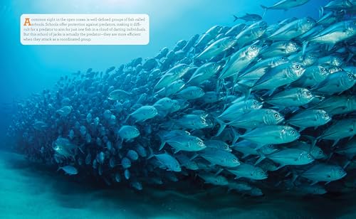 Ocean Animals and Their Ecosystems: A Nature Reference Book for Kids