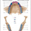 Anatomy & Physiology Flash Cards by Scientific Publishing