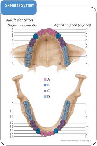 Anatomy & Physiology Flash Cards by Scientific Publishing