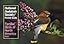 Familiar Birds of North America: Eastern Region (National Audubon Society Pocket Guides)