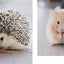 This Book Is Literally Just Pictures of Cute Animals That Will Make You Feel Better