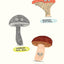 The Mushroom Fan Club