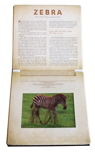 Safari: A Photicular Book