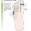 The Reflexology Bible: The Definitive Guide to Pressure Point Healing (Volume 15) (Mind Body Spirit Bibles)