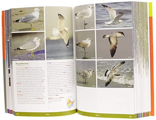 The Stokes Field Guide to the Birds of North America (Stokes Field Guides)