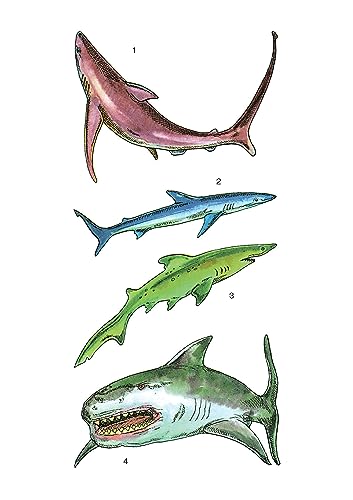Sharks Tattoos (Dover Little Activity Books: Sea Life)