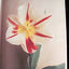 Tulipa: A Photographer's Botanical