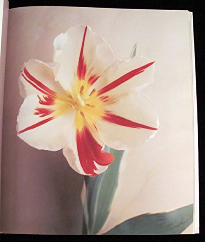 Tulipa: A Photographer's Botanical