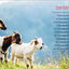 The Beginner's Guide to Raising Goats: How to Keep a Happy Herd
