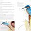 A-Z of Bird Portraits: An illustrated guide to painting beautiful birds