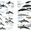 All the Mammals of the World