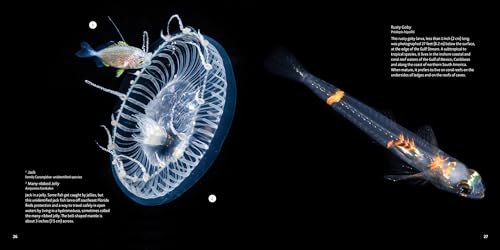 Strange Sea Creatures