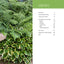 Planting the Dry Shade Garden: The Best Plants for the Toughest Spot in Your Garden