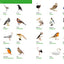 Collins Italian Visual Dictionary (Collins Visual Dictionaries)