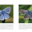 Butterflies: Decoding Their Signs and Symbols