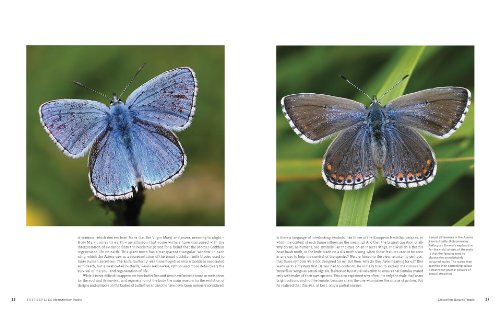 Butterflies: Decoding Their Signs and Symbols