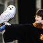 Harry Potter: The Postcard Collection