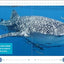 My First Book of Sharks: All About the Largest Fish in the Sea for Kids