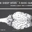 The Sheep Brain: A Basic Guide
