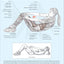 Women's Strength Training Anatomy by Frederic Delavier