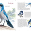 What It's Like to Be a Bird: From Flying to Nesting, Eating to Singing--What Birds Are Doing, and Why (Sibley Guides)