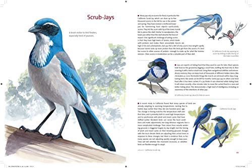 What It's Like to Be a Bird: From Flying to Nesting, Eating to Singing--What Birds Are Doing, and Why (Sibley Guides)