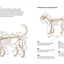 Kyra's Canine Conditioning: Peak Performance & Injury Prevention