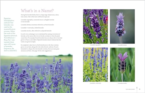 The Lavender Companion: Enjoy the Aroma, Flavor, and Health Benefits of This Classic Herb