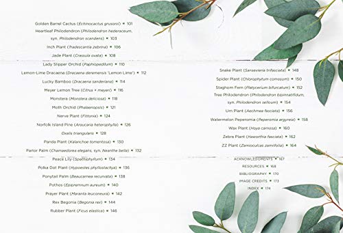 How to Houseplant: A Beginners Guide to Making and Keeping Plant Friends