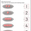 My Book Of Numbers 1-30 (Kumon Workbooks)