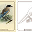 Beautiful Birds Coloring Book (Sirius Classic Nature Coloring)