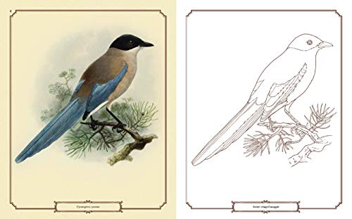 Beautiful Birds Coloring Book (Sirius Classic Nature Coloring)