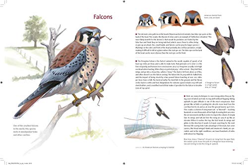 What It's Like to Be a Bird: From Flying to Nesting, Eating to Singing--What Birds Are Doing, and Why (Sibley Guides)