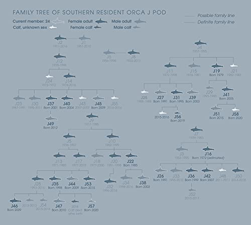 Orca: Shared Waters, Shared Home