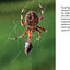Next Time You See a Spiderweb